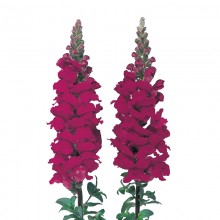 Львиный зев Адмирал Кримсон [1000 шт] - ООО «Семена Тут»