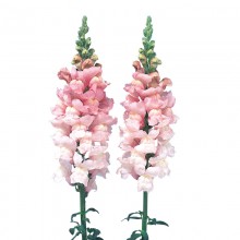 Львиный зев Адмирал Пинк [1000 шт] - ООО «Семена Тут»