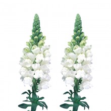 Львиный зев Адмирал Вайт [1000 шт] - ООО «Семена Тут»