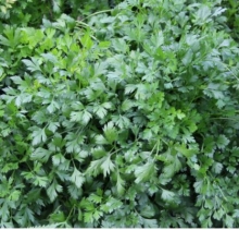 Петрушка Арлекино МЗ - ООО «Семена Тут»