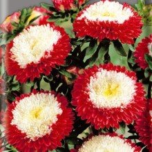 Астра помпонная Превосходный Гасфорд - ООО «Семена Тут»