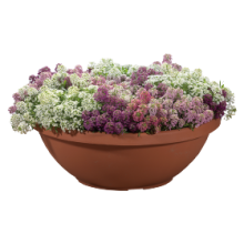 img-1: Алиссум Вондерленд Микс [5000 шт] - ООО «Семена Тут»