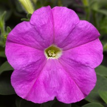 Петуния миллифлора Пикобелла Лавендер [1000 драже] - ООО «Семена Тут»