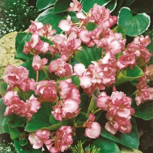 Бегония вечноцветущая махровая Квин Пинк [100 драже] - ООО «Семена Тут»