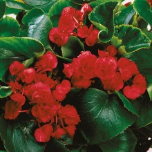 Бегония вечноцветущая махровая Квин Ред [100 драже] - ООО «Семена Тут»
