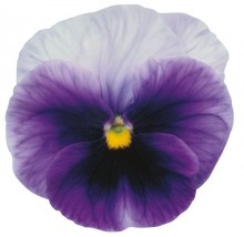 Виола крупноцветковая Премьер Бекон блю [100 шт] - ООО «Семена Тут»