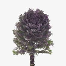 Капуста декоративная Крейн Фезер Микс [100 шт] - ООО «Семена Тут»