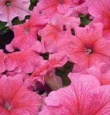 Петуния грандифлора Фалькон Блаш Пинк [1000 драже] - ООО «Семена Тут»