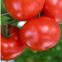 Томат Богема F1 - ООО «Семена Тут»