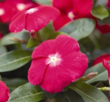 Катарантус Саншторм Брайт Ред [1000 шт] - ООО «Семена Тут»