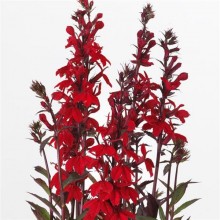 Лобелия прекрасная Старшип Скарлет Бронз Лиф [1000 драже] - ООО «Семена Тут»