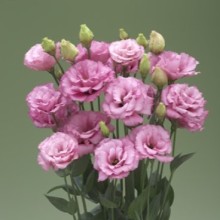 img-1: Эустома Арена 3 Роуз [100 драже] - ООО «Семена Тут»