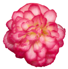 Бегония клубневая Нонстоп Джой Роуз Пикоти [500 драже] - ООО «Семена Тут»