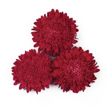 img-2: Астра Бонита  Скарлет [2500 шт] - ООО «Семена Тут»