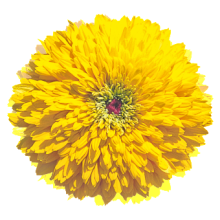 Рудбекия Майя [100 драже] - ООО «Семена Тут»