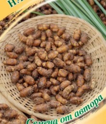 img-1: Чуфа Нафаня - ООО «Семена Тут»