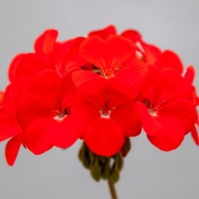 Пеларгония зональная Горизонт Шедоу Ред [100 шт] (инкруст. семена) - ООО «Семена Тут»