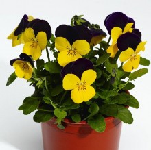 img-1: Виола рогатая Дельтини F1 Еллоу Джамп Ап [1000 шт] - ООО «Семена Тут»