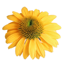 Эхинацея Поллинейшн Еллоу [1000 шт] - ООО «Семена Тут»