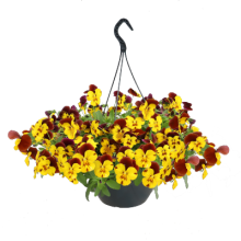 img-1: Виола ампельная Хайфлайер F1 Еллоу Ред Винг [100 шт] - ООО «Семена Тут»