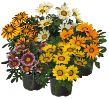 Газания Зени F1 Микс [50 шт] - ООО «Семена Тут»