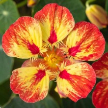 Настурция Айс Крим Сандей [1000 шт] - ООО «Семена Тут»