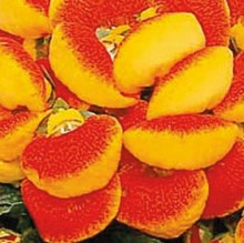 Кальцеолярия Дэинти Ред энд Еллоу [1000 драже] - ООО «Семена Тут»