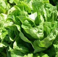 Салат Дикла - ООО «Семена Тут»