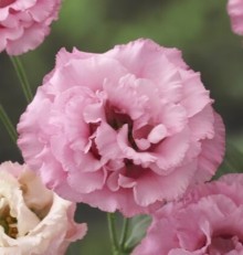 Эустома Корелли 1 Дип Пинк [100 драже] - ООО «Семена Тут»