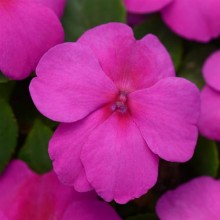 Бальзамин Супер Элфин F1 Лилак [1000 шт] - ООО «Семена Тут»