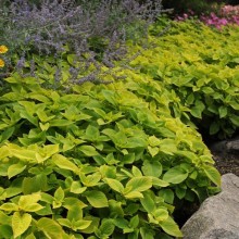 img-3: Колеус Премиум Сан Лайм Делайт [1000 драже] - ООО «Семена Тут»