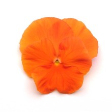 Виола крупноцветковая Спринг Матрикс Дип Оранж [100 шт] - ООО «Семена Тут»