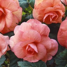 Бегония клубневая Америгибрид Роузформ Пич [500 драже] - ООО «Семена Тут»