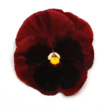 Виола крупноцветковая Спринг Матрикс Ред Блотч [1000 шт] - ООО «Семена Тут»