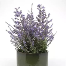 img-2: Перовския Компакт Блюсетт [100 шт] - ООО «Семена Тут»