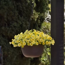 img-1: Петхоа Калибёрст Еллоу [100 драже] - ООО «Семена Тут»