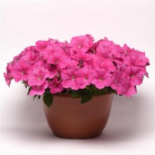 img-2: Петуния ампельная F1 Е3 Изи Вэйв Пинк [1000 драже] - ООО «Семена Тут»