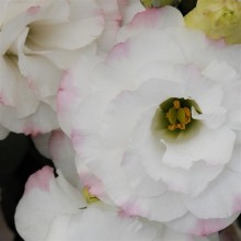 Эустома АБС 1 Роуз Рим [100 драже] - ООО «Семена Тут»