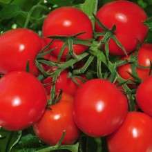 Томат Мадера F1 - ООО «Семена Тут»