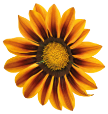 img-1: Газания Зени F1 Оранж Флейм [100 шт] - ООО «Семена Тут»