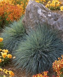 Овсяница Элайджа Блю [1000 шт] - ООО «Семена Тут»