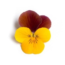 img-1: Виола рогатая Флорал Пауэр F1 Еллоу Ред Винг [1000 шт] - ООО «Семена Тут»