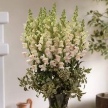 Львиный зев Мэриленд (группа 1,2) Эпплблоссом [1000 шт] - ООО «Семена Тут»