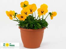 Виола рогатая Флорал Пауэр F1 Еллоу Блотч Ред Винг [1000 шт] - ООО «Семена Тут»