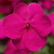 Бальзамин Экстрим F1 Брайт Роуз [100 шт] - ООО «Семена Тут»