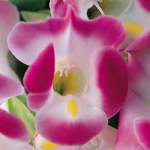 Торения Дюшес Пинк [100 драже] - ООО «Семена Тут»