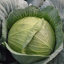 Капуста белокочанная Леопольд F1 - ООО «Семена Тут»