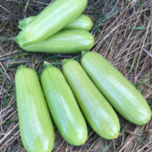 Кабачок Барбаро F1 - ООО «Семена Тут»