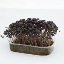 Базилик лиловый Философ МЗ - ООО «Семена Тут»