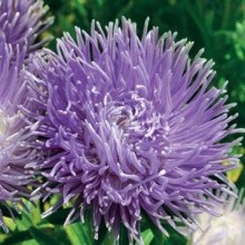 Астра коготковая Синяя - ООО «Семена Тут»